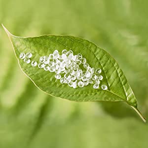 El abrigo de empaquetado rellenado abonable envuelve la prenda impermeable durable auta-adhesivo Tearproo del uno mismo de Eco de las bolsas del bolso amistoso del sello 0