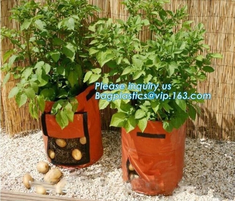 100 galones de /200/300 broncean el árbol para crecer el bolso 100gallon crecen el bolso para los árboles de la planta, verduras crecen bolsos que plantan los bolsos que crecen bolsos