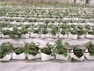 El cuarto de niños plástico del galón crece el jardín creciente de Ginger Potato Planting Pots Home del almácigo del bolso